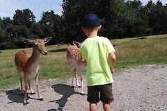 Tiergehege im Bayerischen Wald